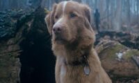 Good Boy سلامت سگ Indy: کارگردان Good Boy تأیید کرد به ایندی آسیبی نرسیده است