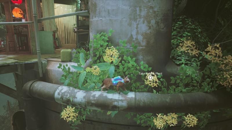 راهنمای گرفتن نشان گیاه Stray - گیاه زرد