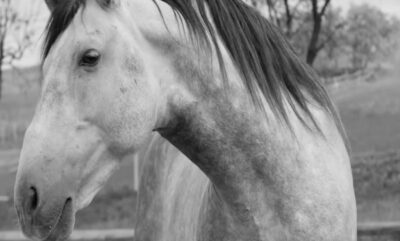 بن شدن بازی Horses به افزایش فروش کمک کرد، اما نه آنقدر که فکر می کنید