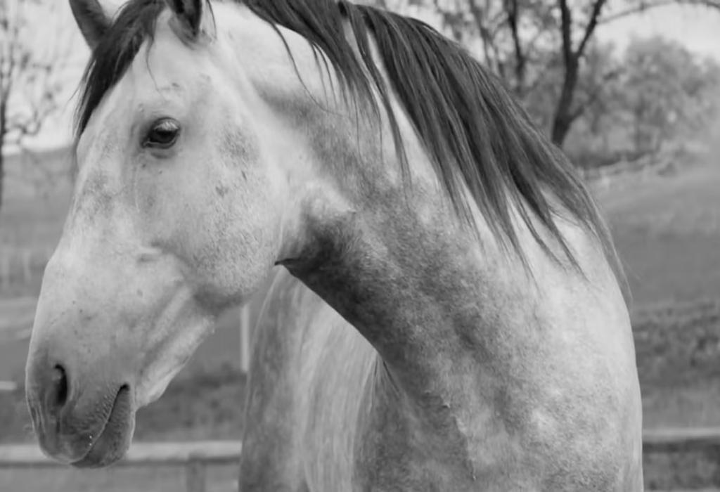 بن شدن بازی Horses به افزایش فروش کمک کرد، اما نه آنقدر که فکر می کنید