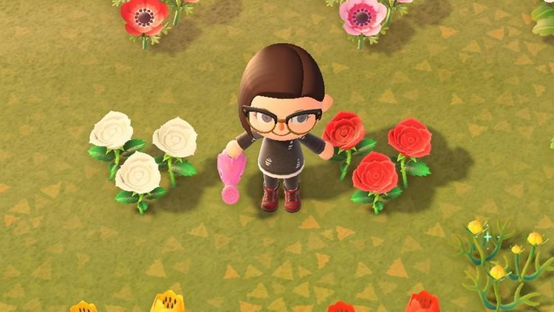 گل ترکیبی Animal Crossing New Horizons: آبیاری گل رز